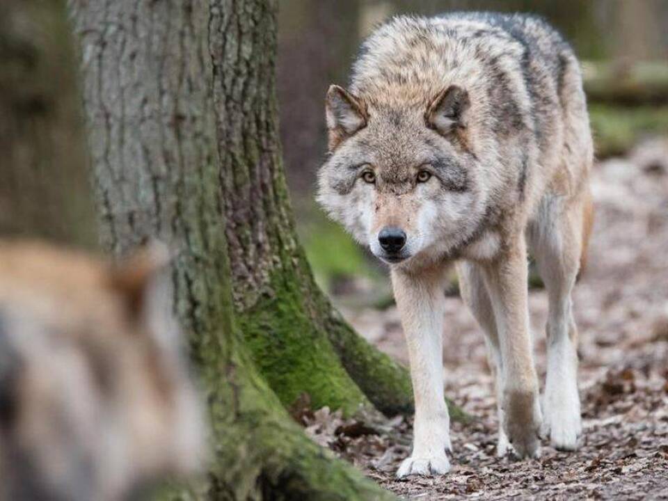 Parlamentaras: vilkų padarytą žalą turėtų atlyginti Aplinkos ministerija