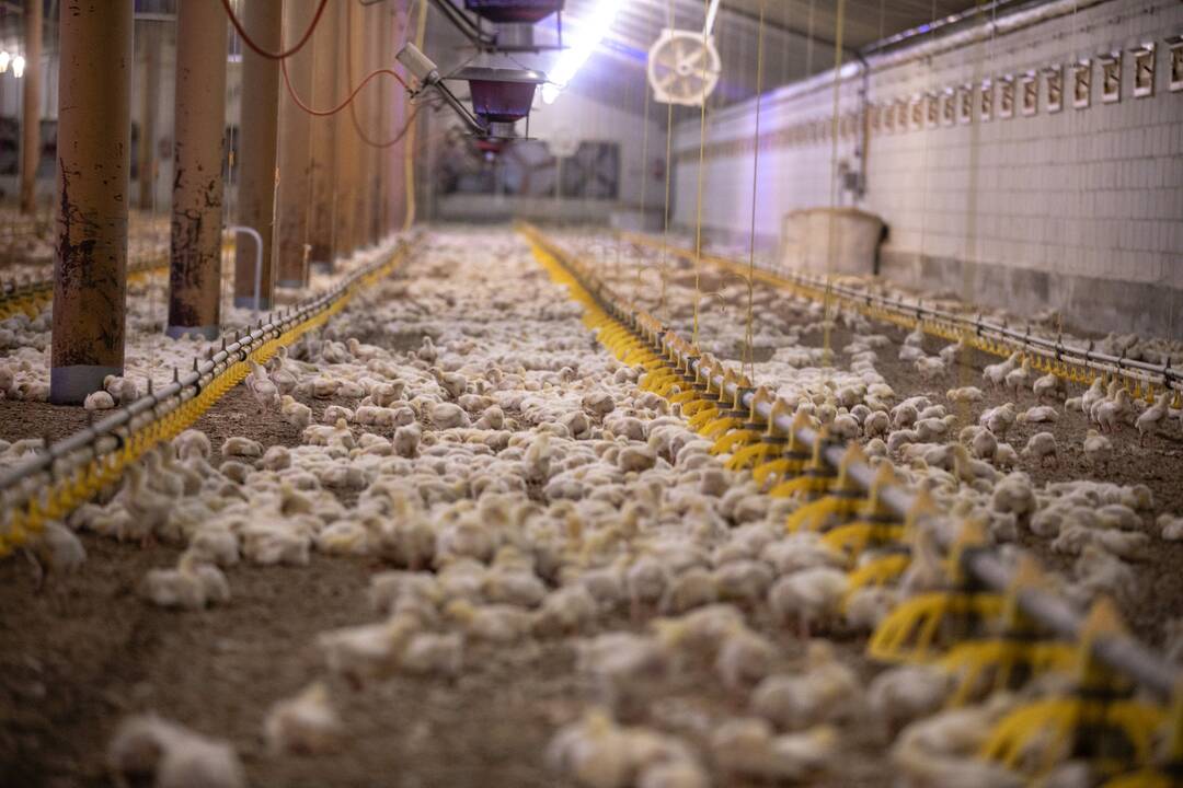 Pastebėjimas: paukščių augintojai atkreipia dėmesį į tai, kad Lietuvoje sraigių, avių ir ožkų augintojams atsiranda paramos pinigų, o itin daug elektros energijos sąnaudų reikalaujančiam paukštininkystės sektoriui – ne.