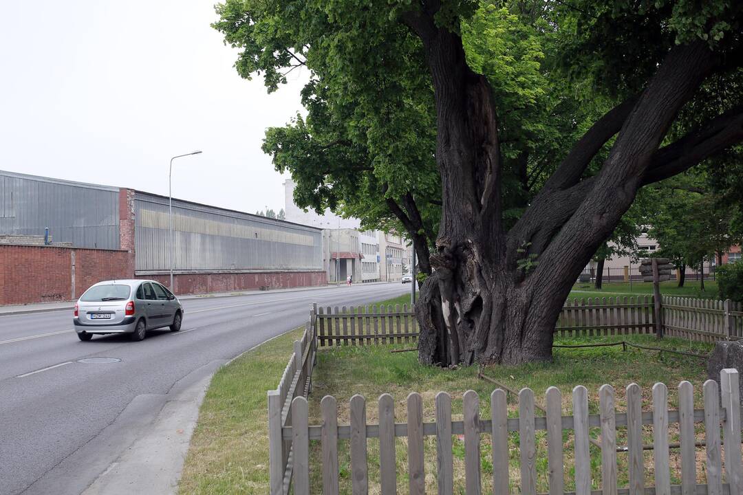 Abejonė: klaipėdiečiai, stebėdami akytą valstybės saugomo botaninio gamtos paveldo – Storosios liepos kamieną, suabejojo, ar medis vis dar tokių pat apimčių, kaip skelbia oficialūs duomenys.