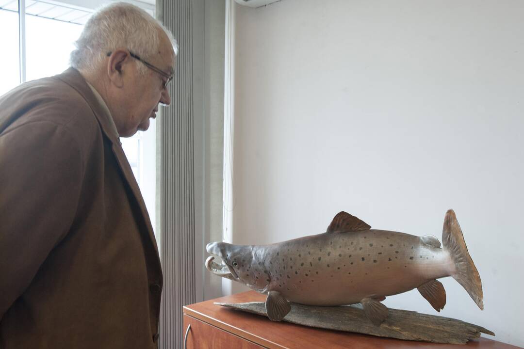 Prasidėjo akcija „Lašiša-2014“