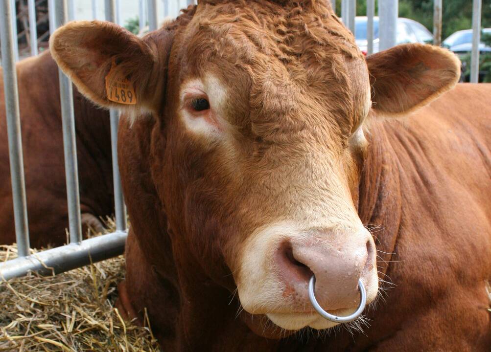 Bulius mirtinai sužalojo mėsos perdirbimo įmonės darbuotoją