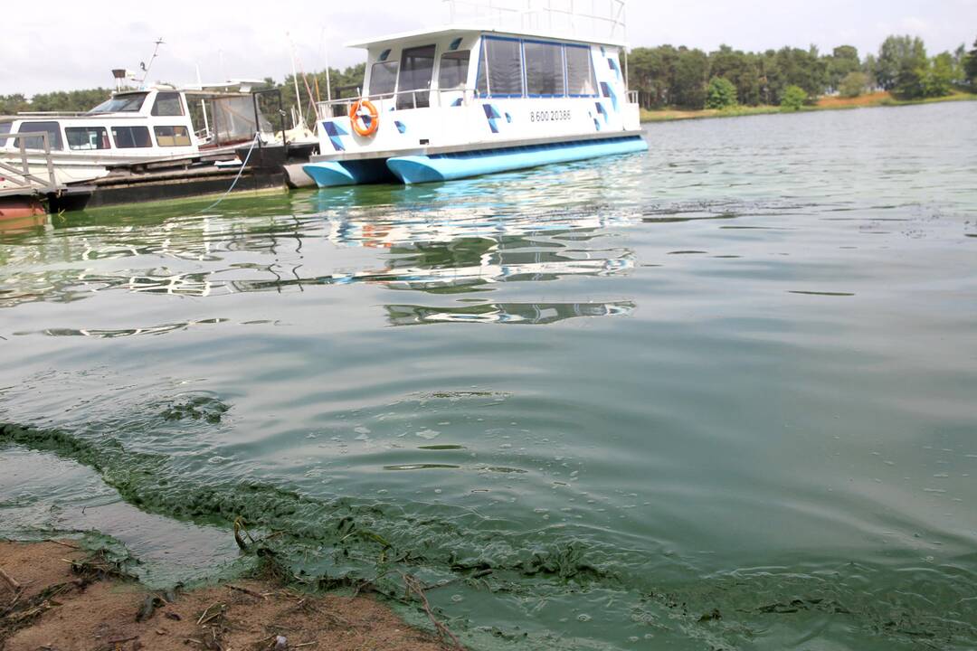 Žydinčios Kauno marios