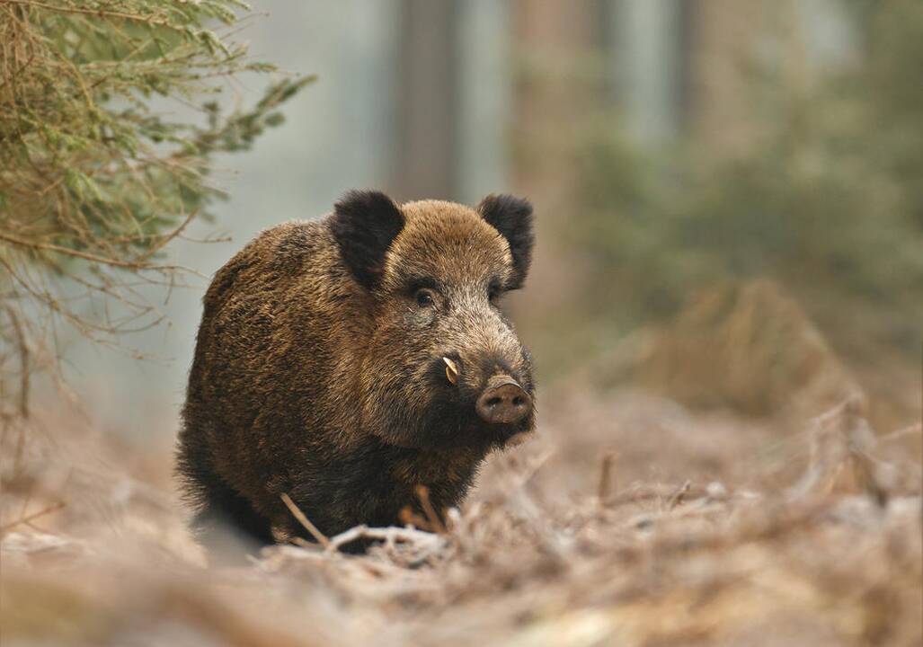 Maras nustatytas dar septyniems šernams