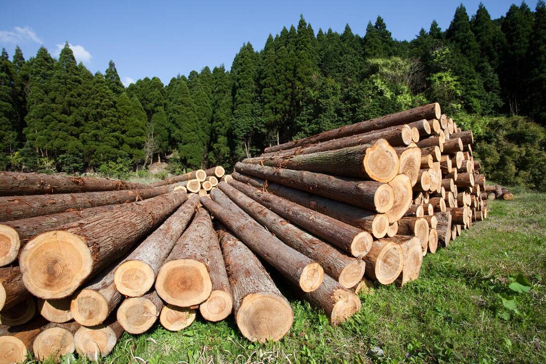 Draudimas išvežti medieną iš Baltarusijos atsilieps šalies perdirbėjams
