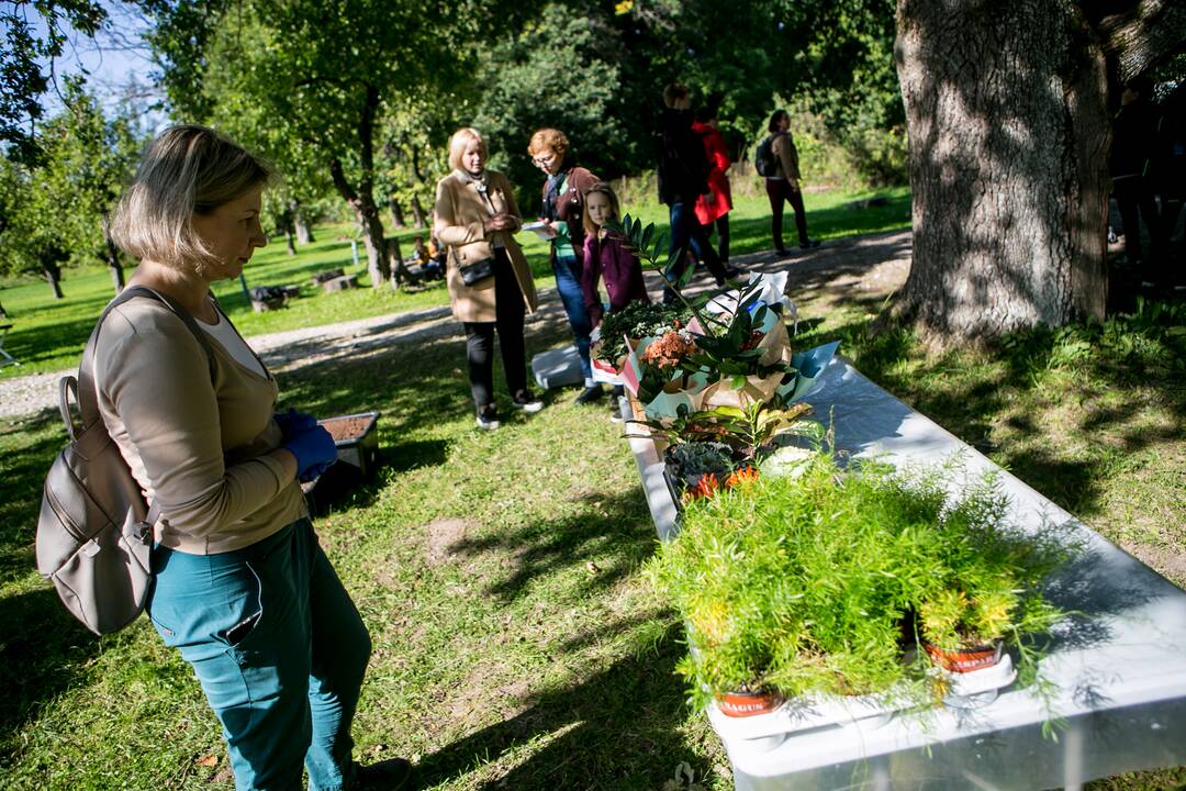 Renginių diena Akademijoje “Auginam Obelynę”