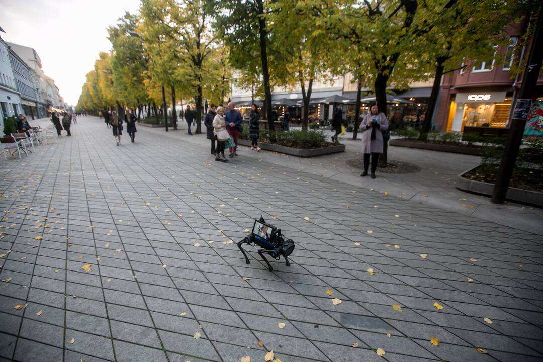 Laisvės alėjoje – pažintis su keturkoju robotu