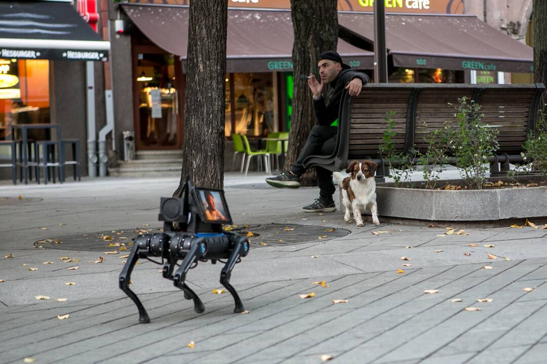 Laisvės alėjoje – pažintis su keturkoju robotu