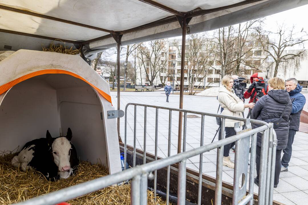 Prie Vyriausybės – ūkininkų protestas dėl pieno supirkimo kainų