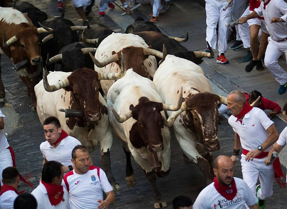 Bėgimas su buliais Pamplonoje