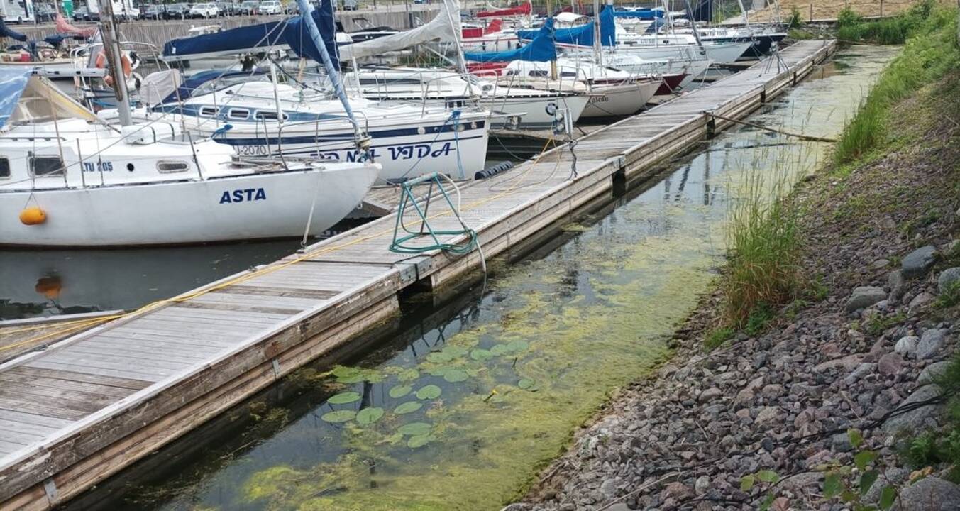 Klerkai: klaipėdiečiai supranta, kad gyvena prie vandens, o šis vasarą kartais „žydi“. Bet svečiams iš Vilniaus toks vanduo riečia nosį.