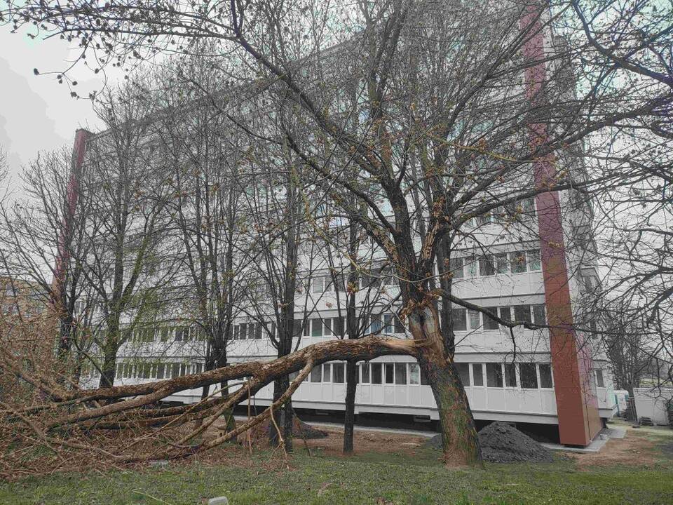 Guli: Baltijos prospekto gyventojai metus dairosi į nulūžusią medžio šaką – niekas nesiima ją pašalinti.