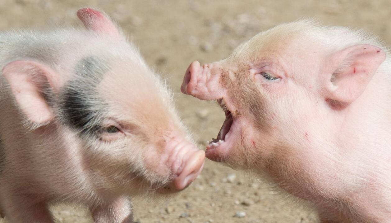 Kiaulienos kaina sugadins apetitą