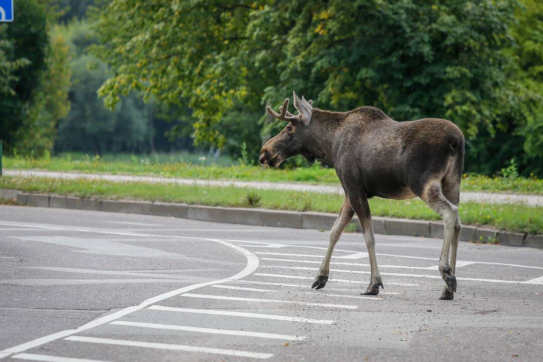 Susidūrimai su gyvūnais kelyje: septyni patarimai vairuotojams