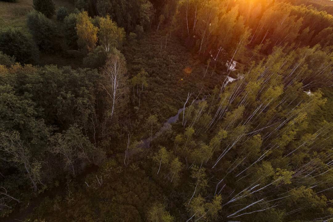 Norima vėl svarstyti draudimą įsigyti daugiau nei 1,5 tūkst. hektarų miško