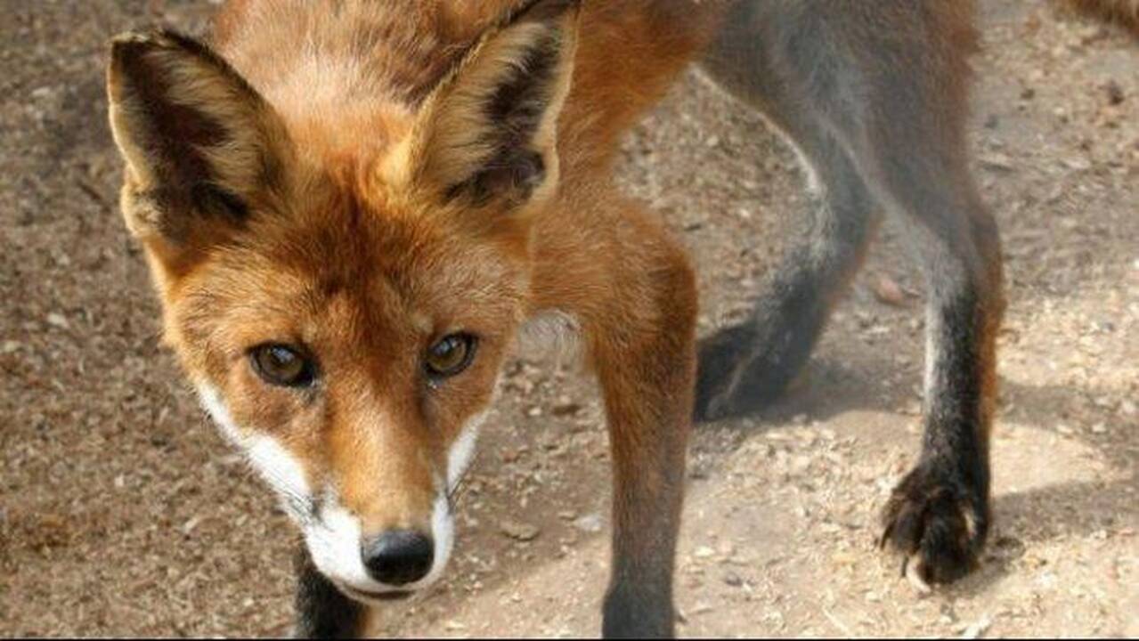 Lietuvoje pasitaiko ir prie grandinės laikomų laukinių gyvūnų