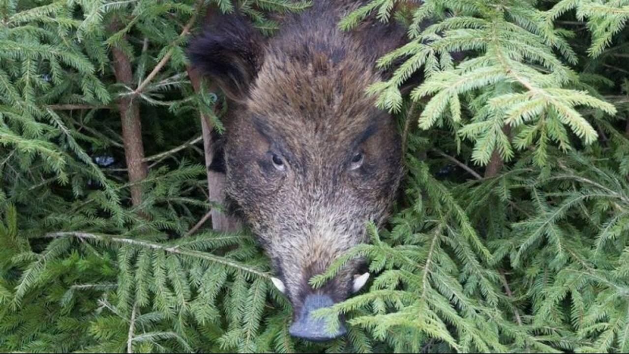Nauji medžioklės reikalavimai šernų kiekį sumažins perpus