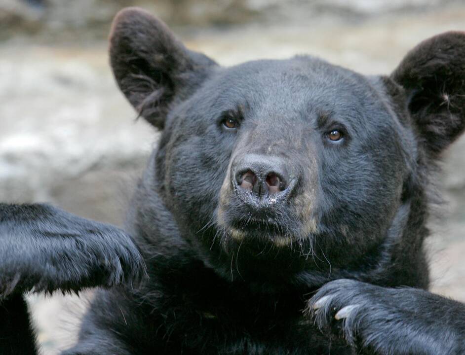 Žvėrinčiuje gyvenantis lokys lauks lankytojų ir medaus