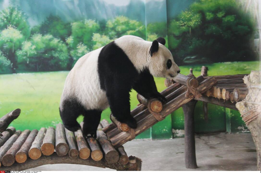 Tailando zoologijos sode laikoma didžioji panda patyrė persileidimą