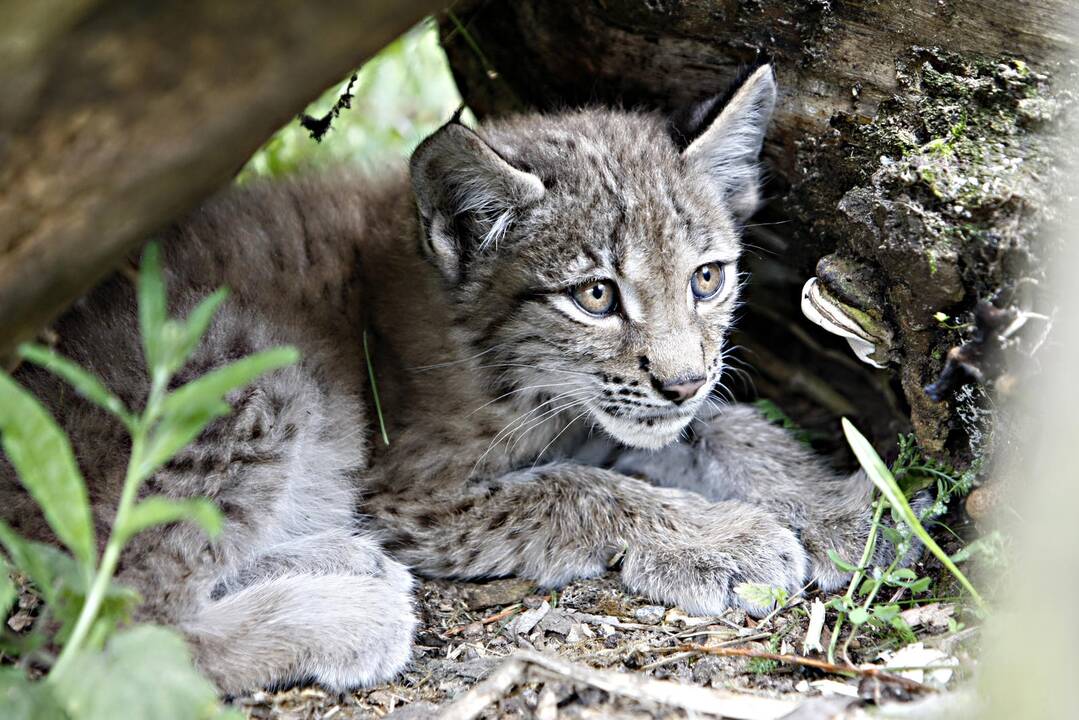 Lūšiukai Klaipėdos zoologijos sode