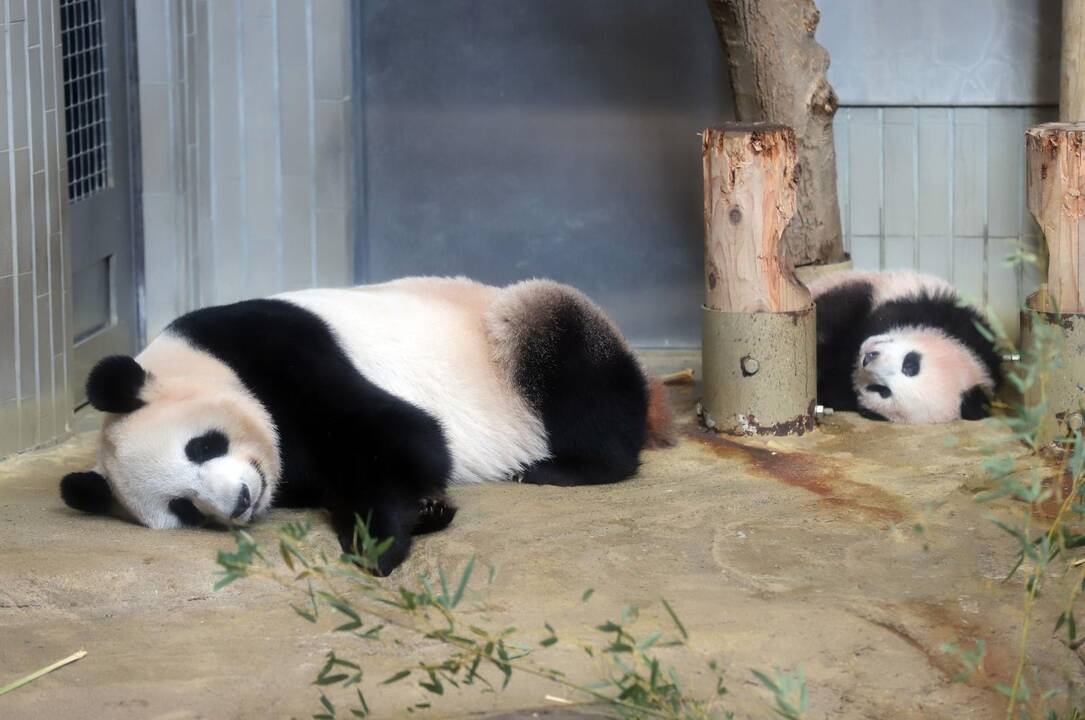 Japonijos zoologijos sode mažylė panda pirmą kartą debiutavo prieš kameras