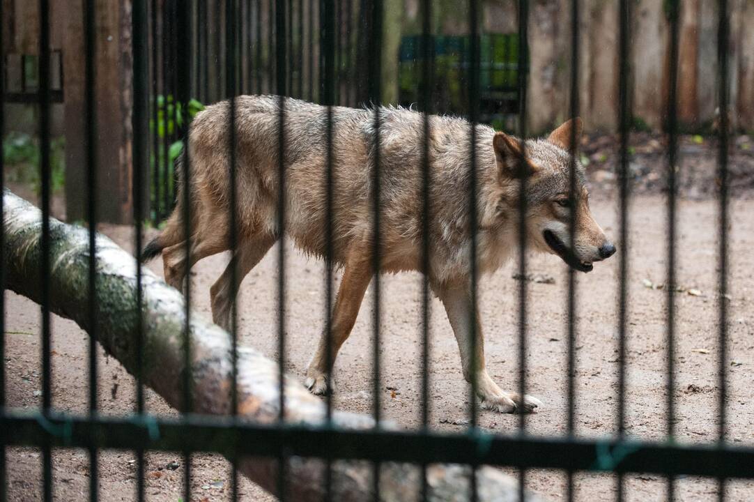 Koncertas zoologijos sode