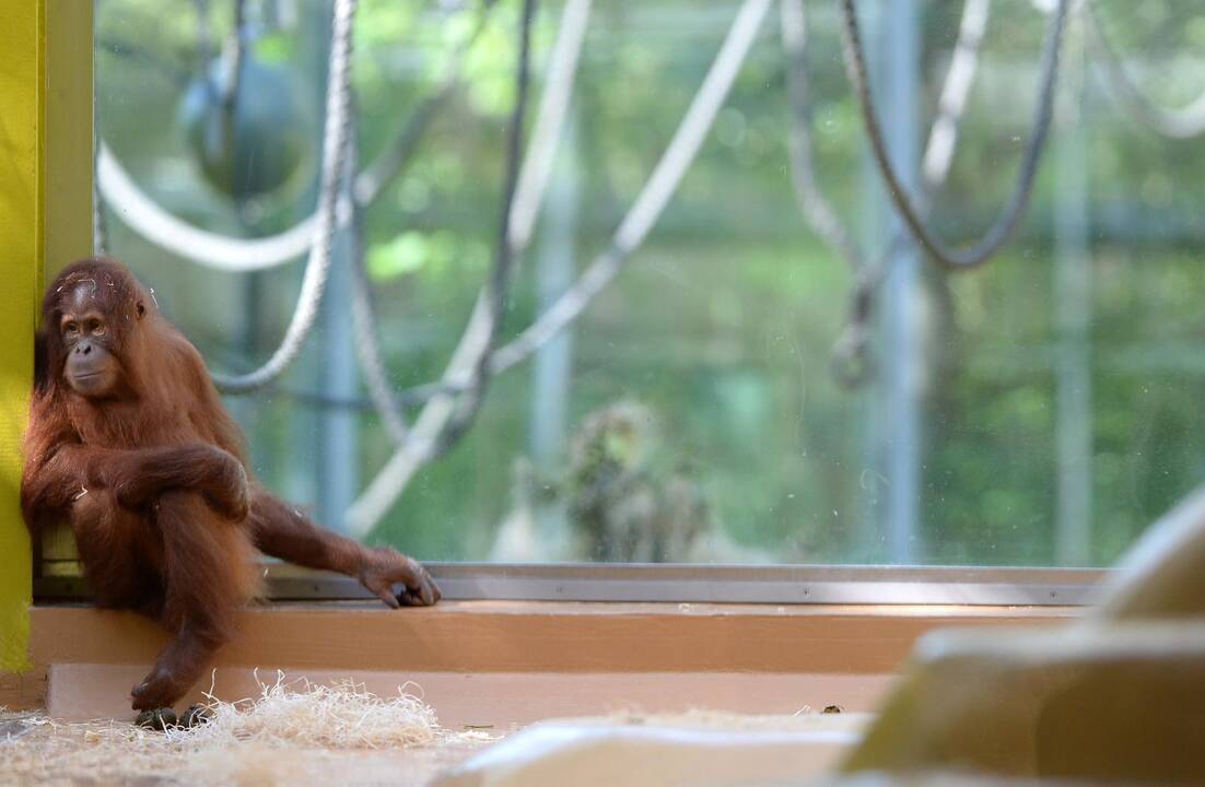 Vokietijos zoologijos sodo jaunikliai