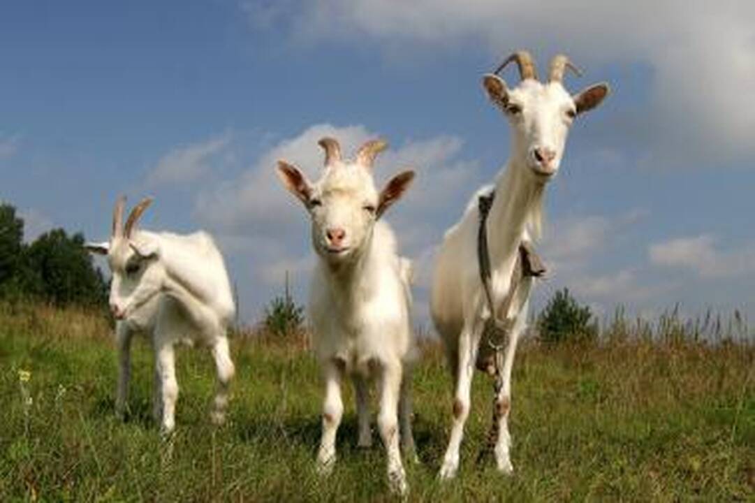 Kauno marių salose ganysis ožkos 
