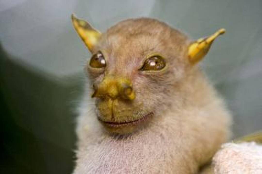 Naujos gyvūnų rūšys