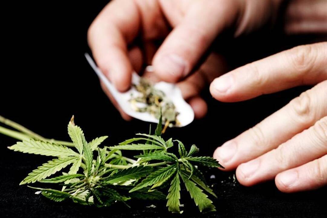 Mažeikių rajone sunaikinta kanapių auginimo laboratorija