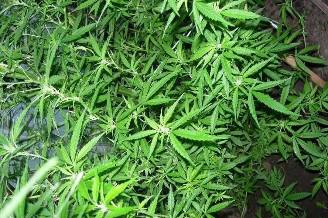 Butas Grigiškėse buvo paverstas kanapių auginimo laboratorija
