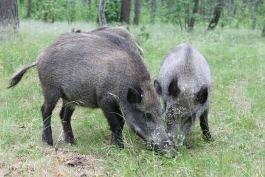 Šernų padaryta žala įvertinta 160 tūkst. litų