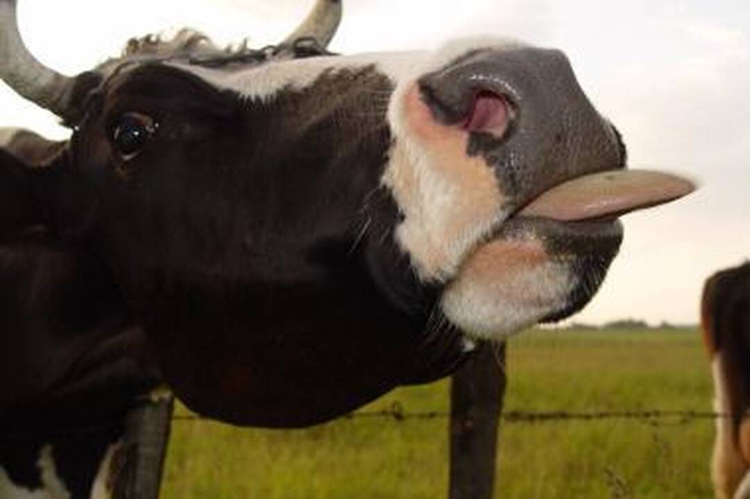 Baltic Meat Standard" galvijus tieks ne tik į Turkiją, bet ir į Iraką 