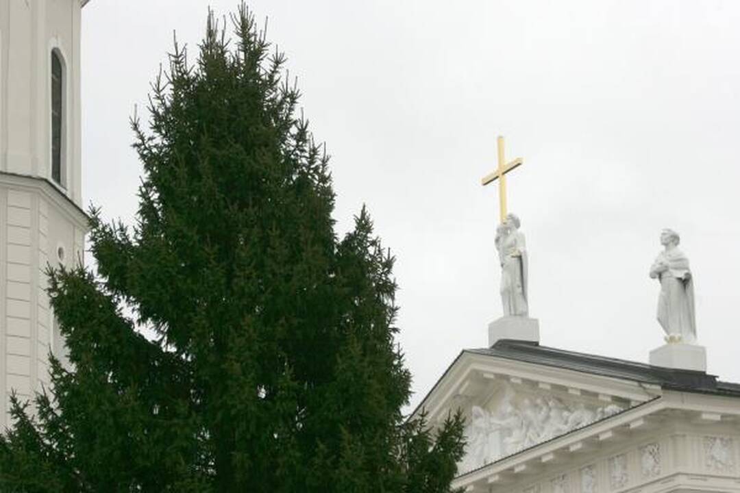 Katedros aikštėje statoma tikra eglė (papildyta)