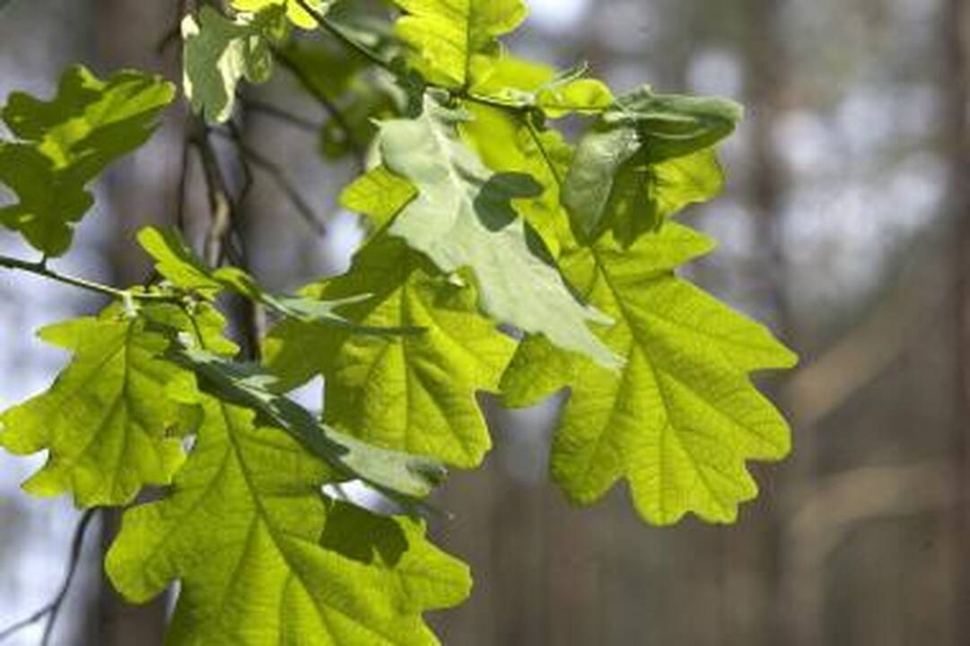 Popierinių sąskaitų atsisakiusioms įmonėms pasodins 200 ąžuolų