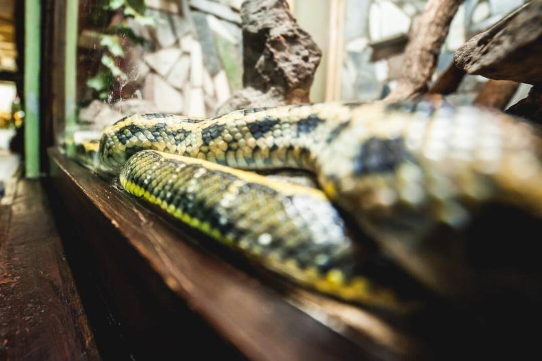 Lenkijoje prekybos centro darbuotojai įkirto gyvatė