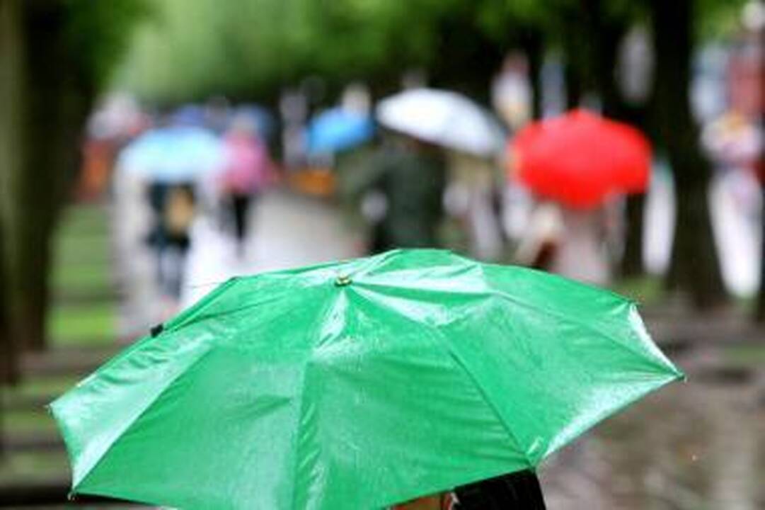Girtuoklių gaudymas lietui lyjant