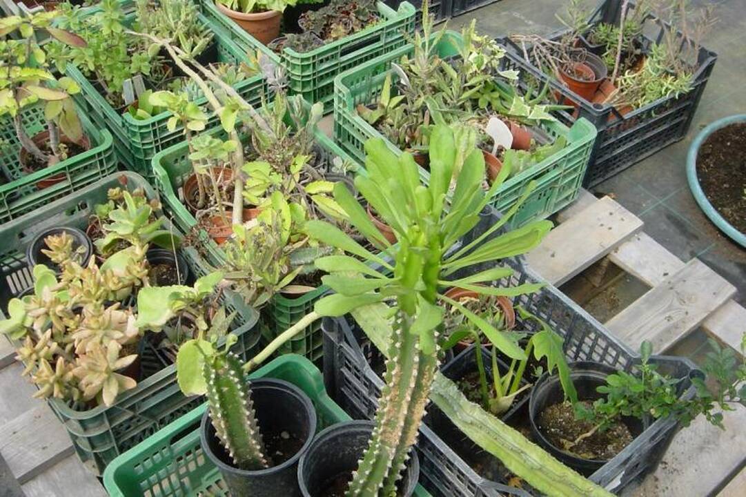 Muitininkų sulaikyti reti augalai prigijo Botanikos sode