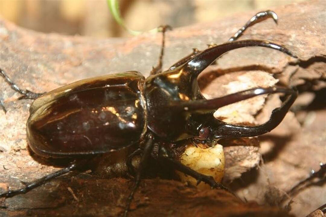 Brazilijoje atrastas kirmėles po smėliu medžiojantis augalas