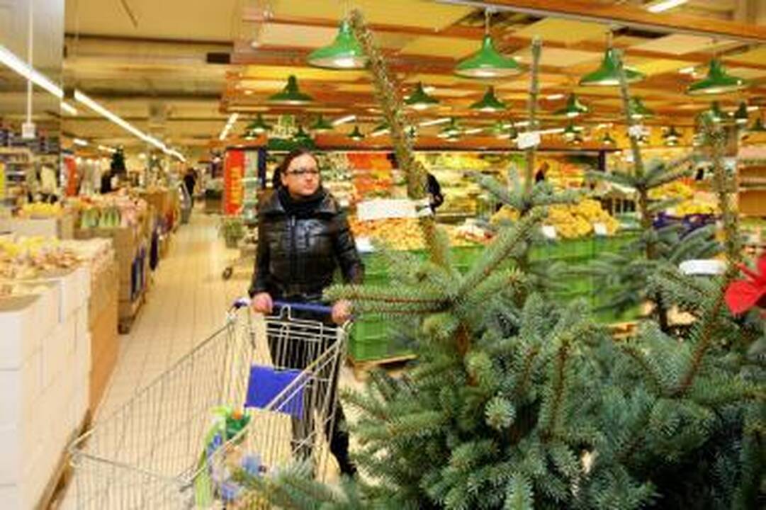 Kalėdinė eglutė: kokią įsigyti?
