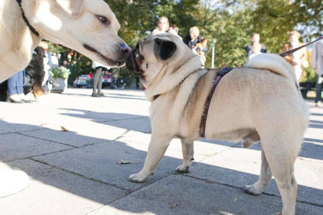 Sereikiškių parke palaiminti naminiai gyvūnai