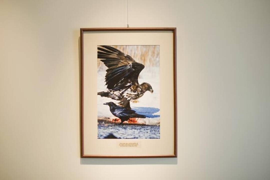 Fotografijos paroda siunčia žinią: jūrinius erelius reikia išsaugoti  