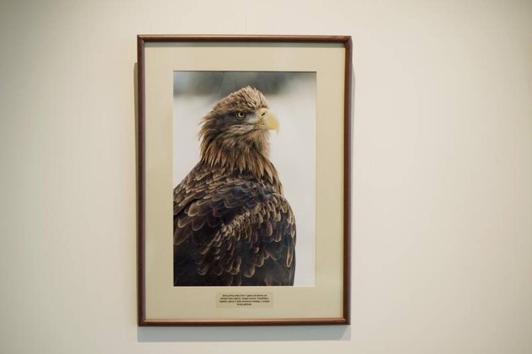 Fotografijos paroda siunčia žinią: jūrinius erelius reikia išsaugoti  
