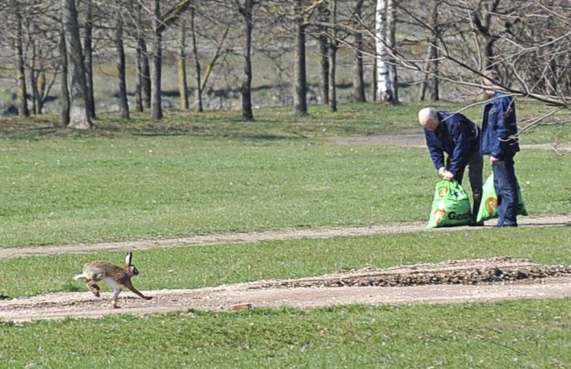 Kaune šiukšlės kuoptos ir iš parkų, ir iš karjero dugno