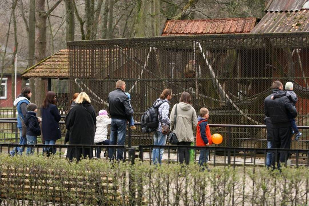 Naujo Lietuvos zoologijos sodo sezono vinis –  tigras Edas 