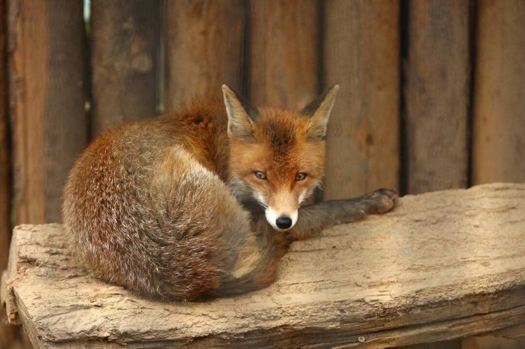 Naujo Lietuvos zoologijos sodo sezono vinis –  tigras Edas 