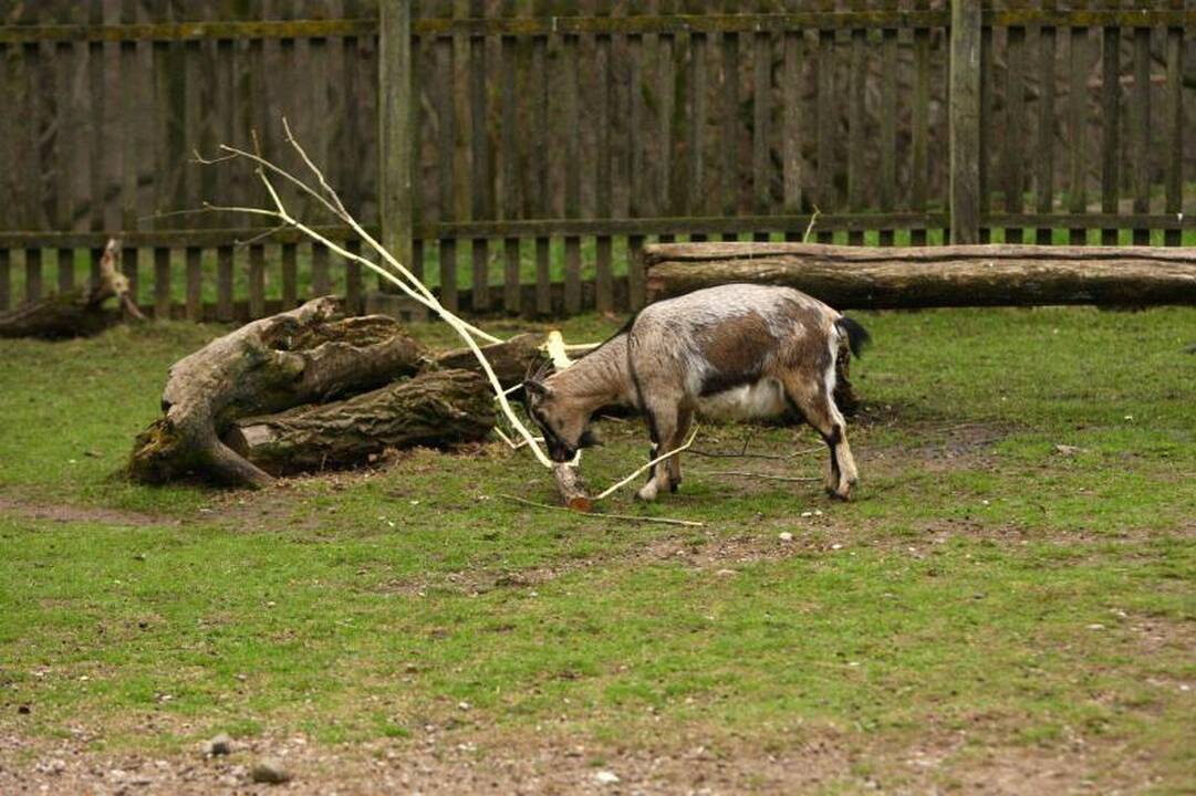 Naujo Lietuvos zoologijos sodo sezono vinis –  tigras Edas 