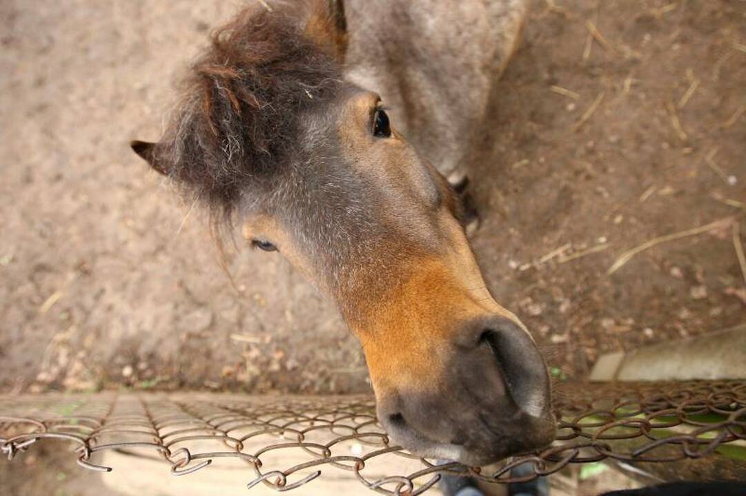 Naujo Lietuvos zoologijos sodo sezono vinis –  tigras Edas 