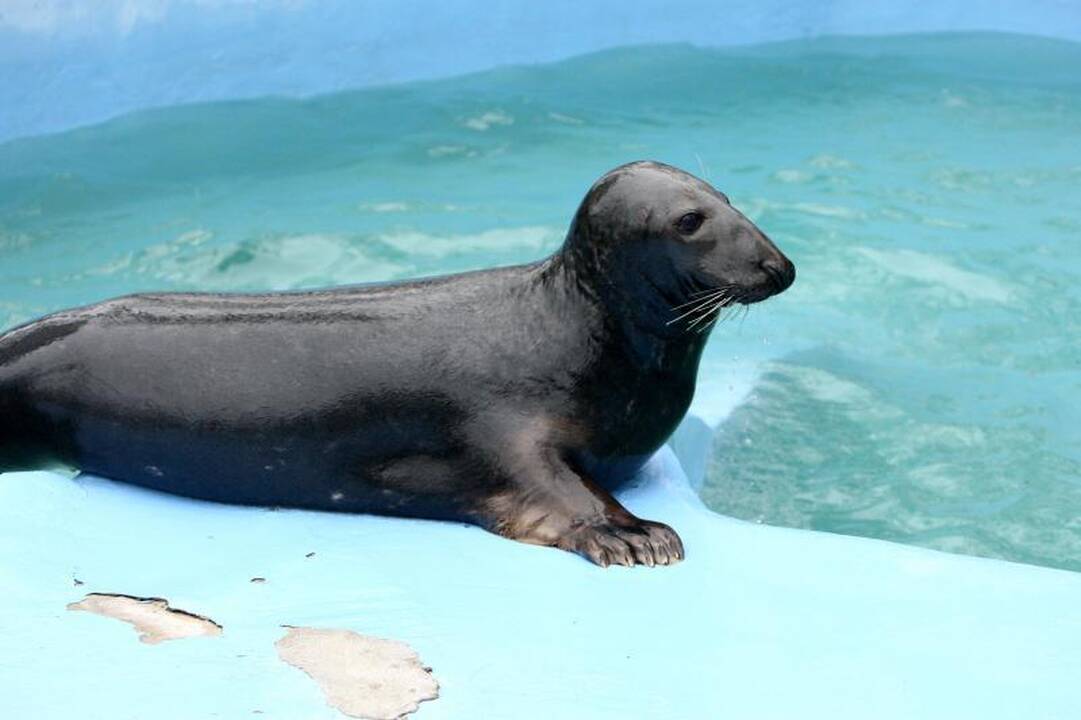 Naujo Lietuvos zoologijos sodo sezono vinis –  tigras Edas 