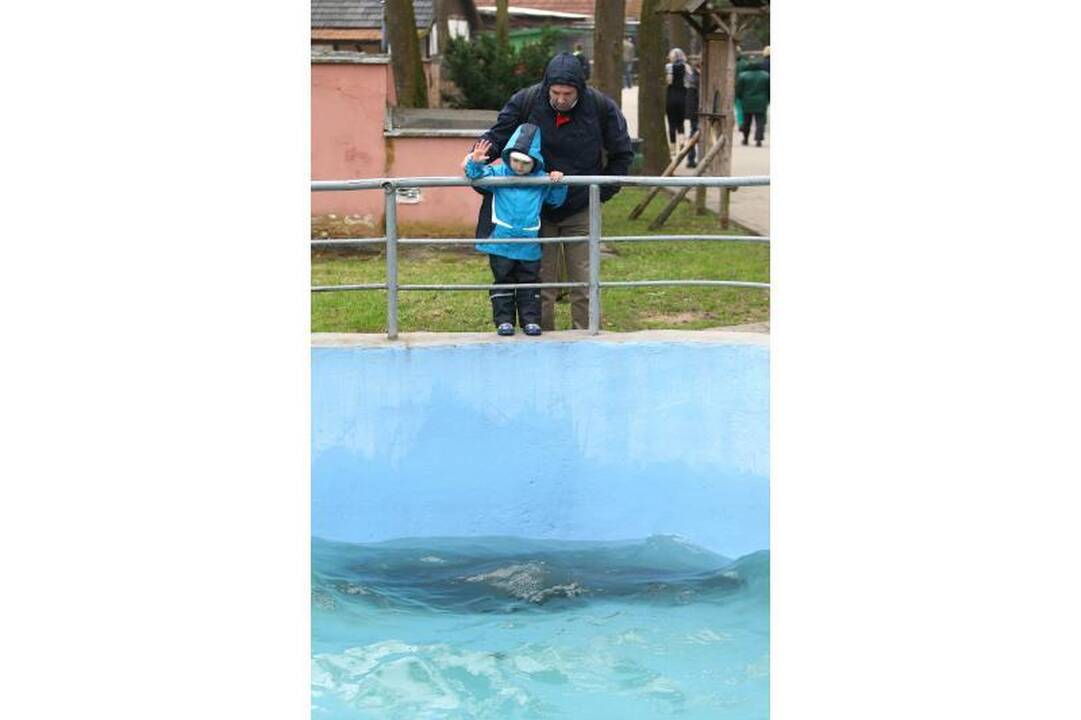 Naujo Lietuvos zoologijos sodo sezono vinis –  tigras Edas 