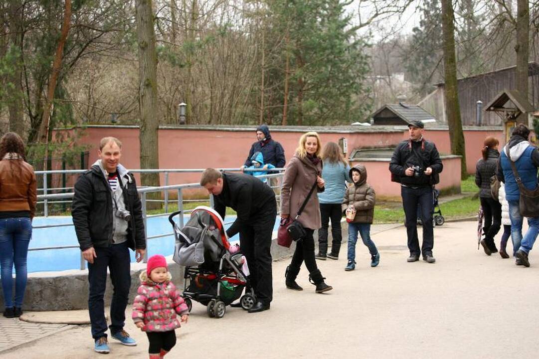 Naujo Lietuvos zoologijos sodo sezono vinis –  tigras Edas 